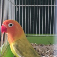 Lot de 15 inseprable #1