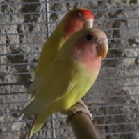 Lot de 15 inseprable #2