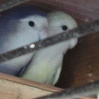 Lot de 15 inseprable #3