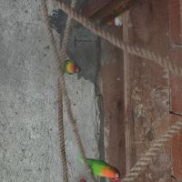 Lot de 15 inseprable