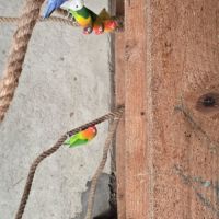 Lot de 15 inseprable #6