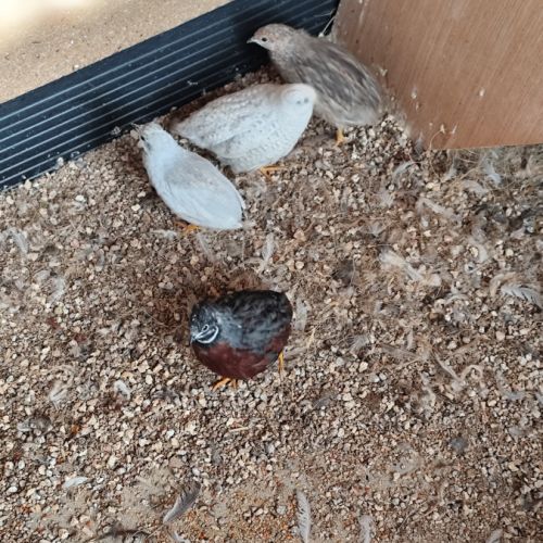 Couple de caille de chine #1