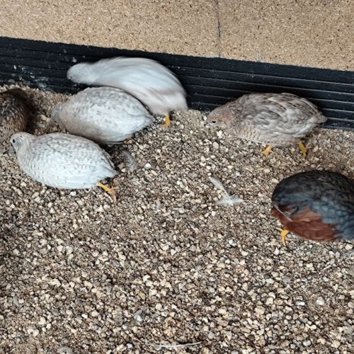 Couple de caille de chine #4