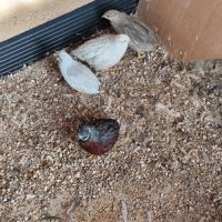 Couple de caille de chine #1