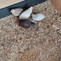 Couple de caille de chine