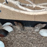 Couple de caille de chine #3