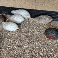 Couple de caille de chine #4