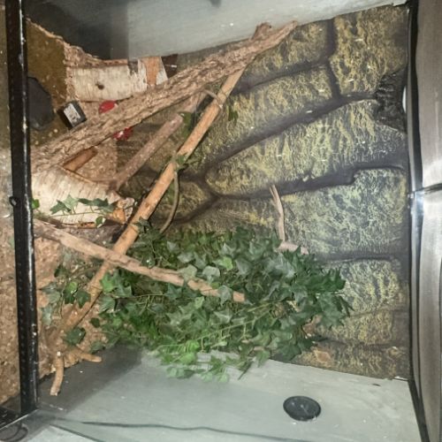 Couple gecko à crête #2