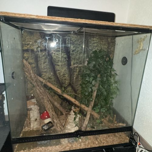 Couple gecko à crête #3