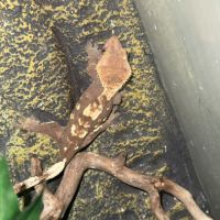 Couple gecko à crête