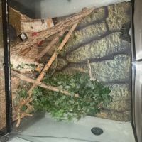 Couple gecko à crête #2