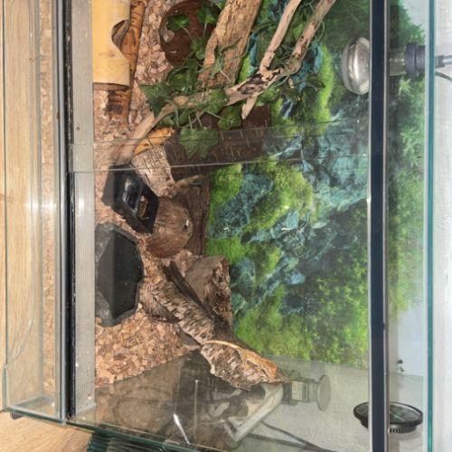 Juvénile à crête #1