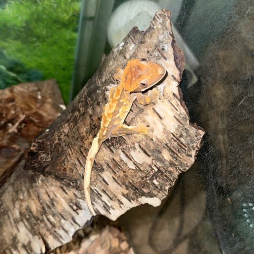 Juvénile à crête #0