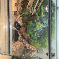 Juvénile à crête #1