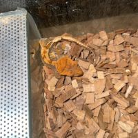 Juvénile à crête #3