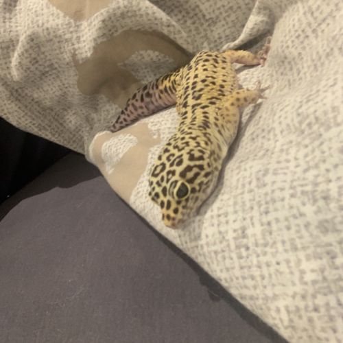 Gecko léopard #2