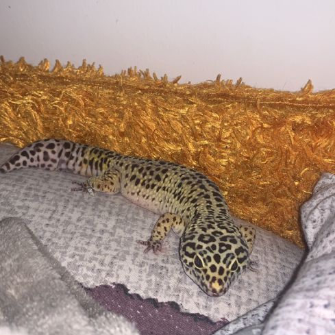 Gecko léopard #3