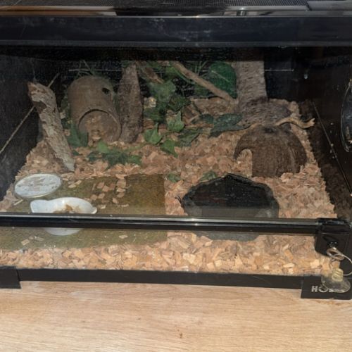 Phelsuma inexpectata #1