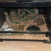 Phelsuma inexpectata #1