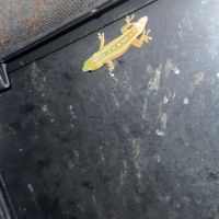 Phelsuma inexpectata