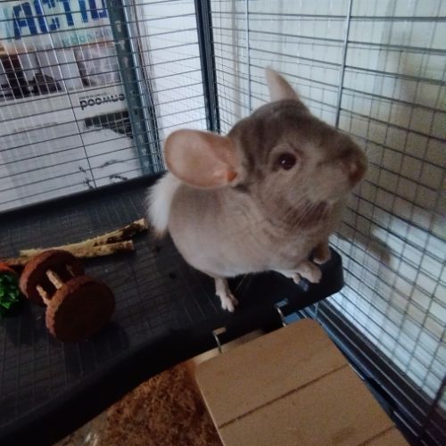 À vendre : petite famille de 4 chinchillas + cages #1