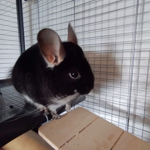 À vendre : petite famille de 4 chinchillas + cages #0