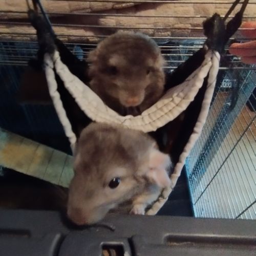 À vendre : petite famille de 4 chinchillas + cages #3