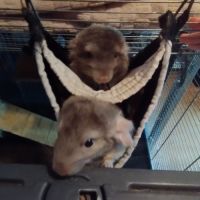 À vendre : petite famille de 4 chinchillas + cages #3
