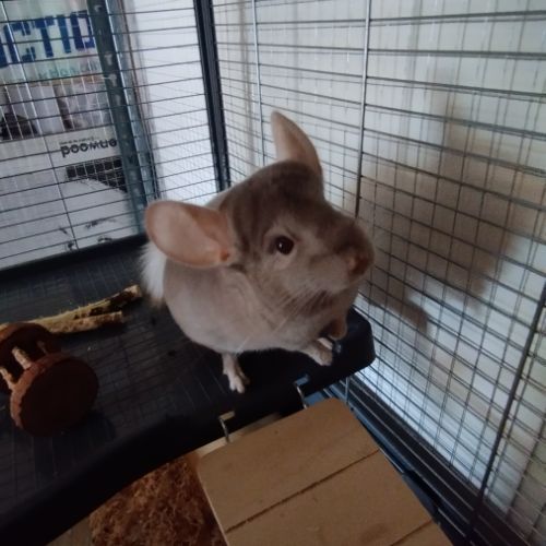 Vend couple de chinchilla #1