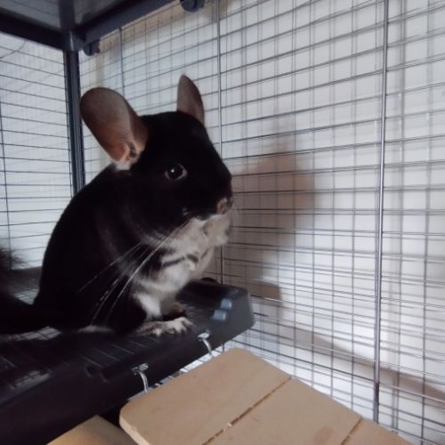 Vend couple de chinchilla #0