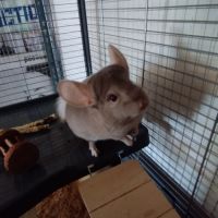 Vend couple de chinchilla #1