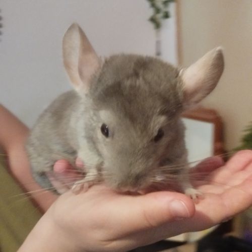 Vend couple de chinchilla (deux frères) #0