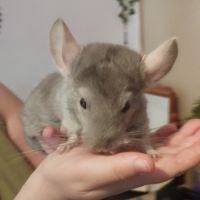 Vend couple de chinchilla (deux frères)