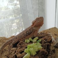 Pogona avec terrarium