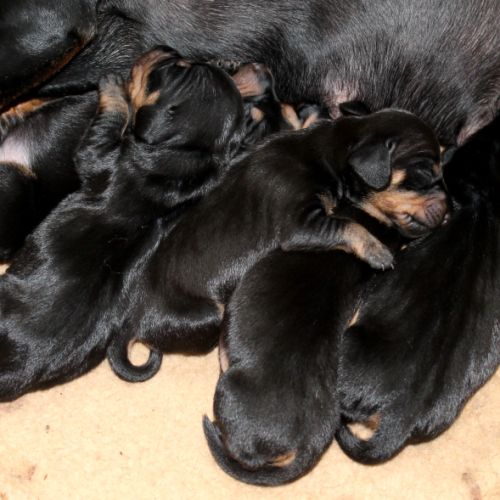 Chiots teckel nain noir & feu, poil court, garanti #2