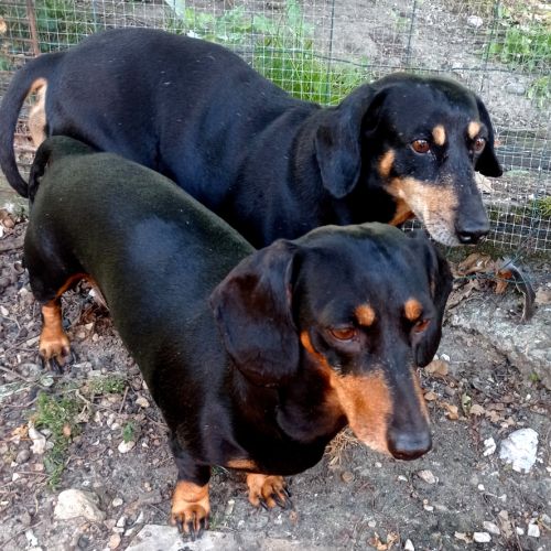 Chiots teckel nain noir & feu, poil court, garanti #3