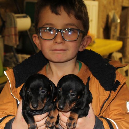 Chiots teckel nain noir & feu, poil court, garanti #4