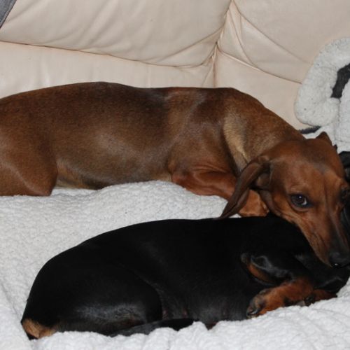 Chiots teckel nain noir & feu, poil court, garanti #6