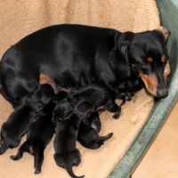 Chiots teckel nain noir & feu, poil court, garanti #0