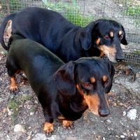 Chiots teckel nain noir & feu, poil court, garanti #3