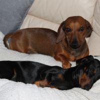 Chiots teckel nain noir & feu, poil court, garanti #5