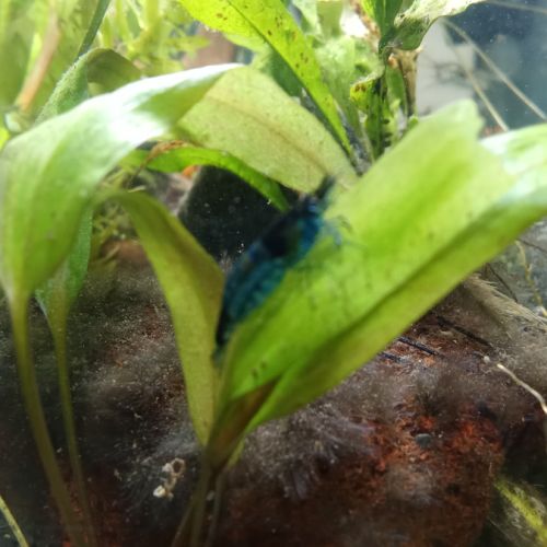 Crevette neocaridinna blue #0