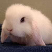 Bébés lapins minilop