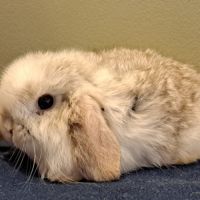 Bébés lapins minilop #2