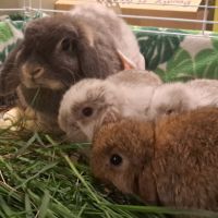 Bébés lapins minilop #3