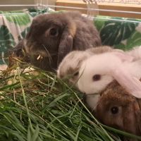 Bébés lapins minilop #4