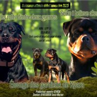 Rottweiler chiot lof