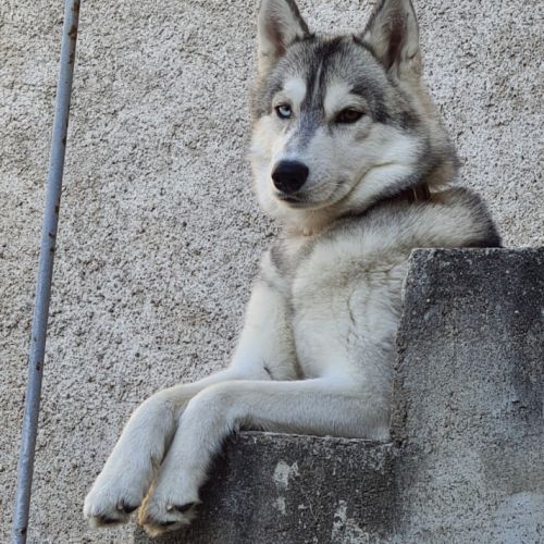 Magnifique femelle husky #1