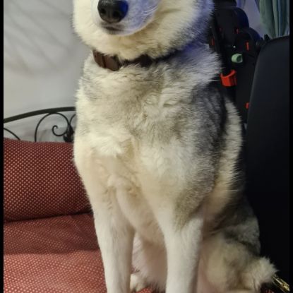 Magnifique femelle husky #2