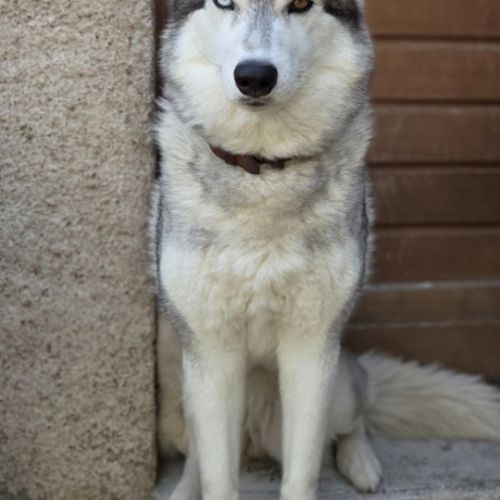 Magnifique femelle husky